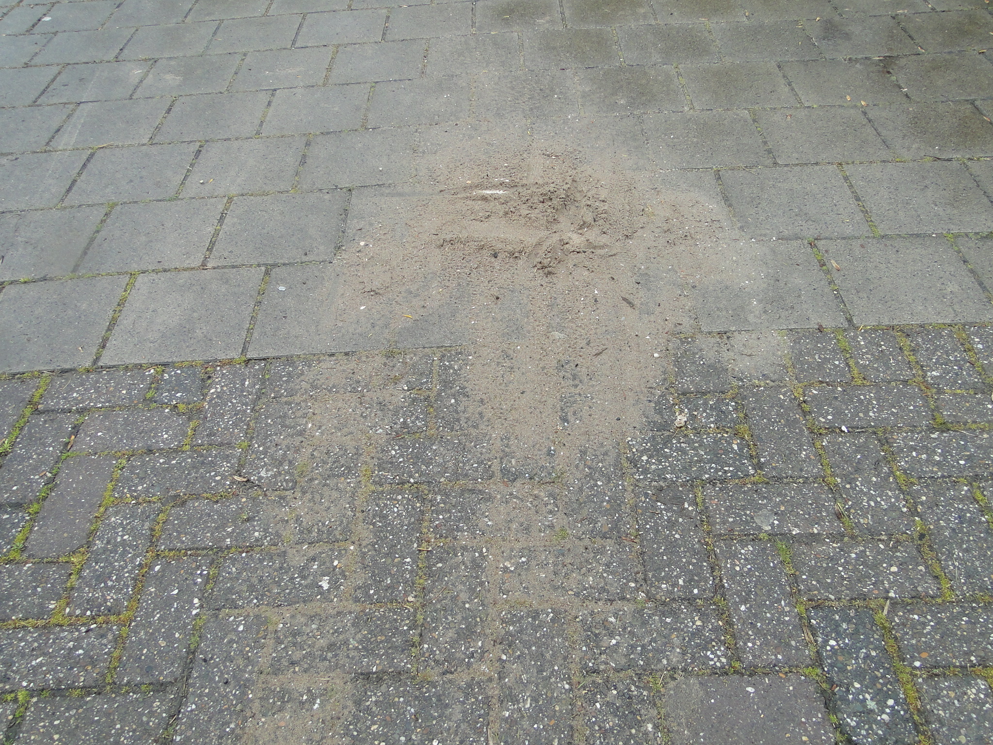 Koninginnedag 2010 020.jpg